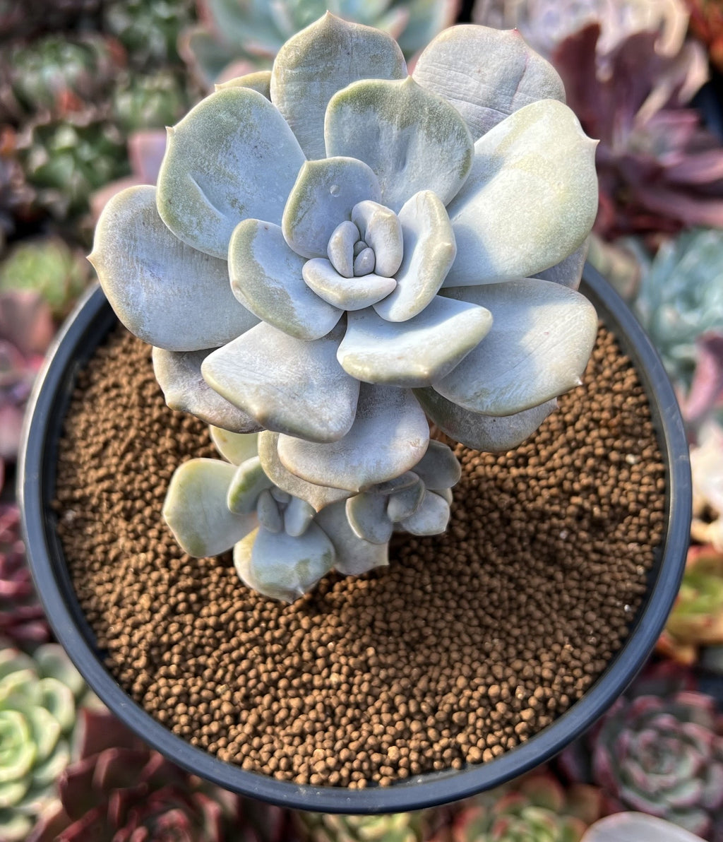 echeveria classic french trnusers サイズ2 Echeveria 'Tiramisu' 2