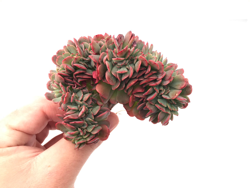 briar rose succulent Echeveria 'Briar Rose' Crested Cluster 2"-3” Rare Succulent Plant