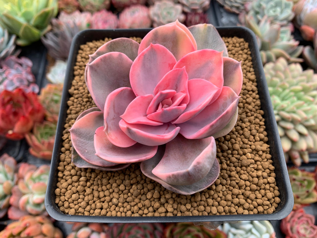west rainbow succulent Echeveria 'Rainbow' Variegated 4" Succulent Plant
