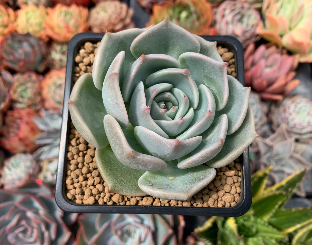 Echeveria 'Steel Heart'' 3
