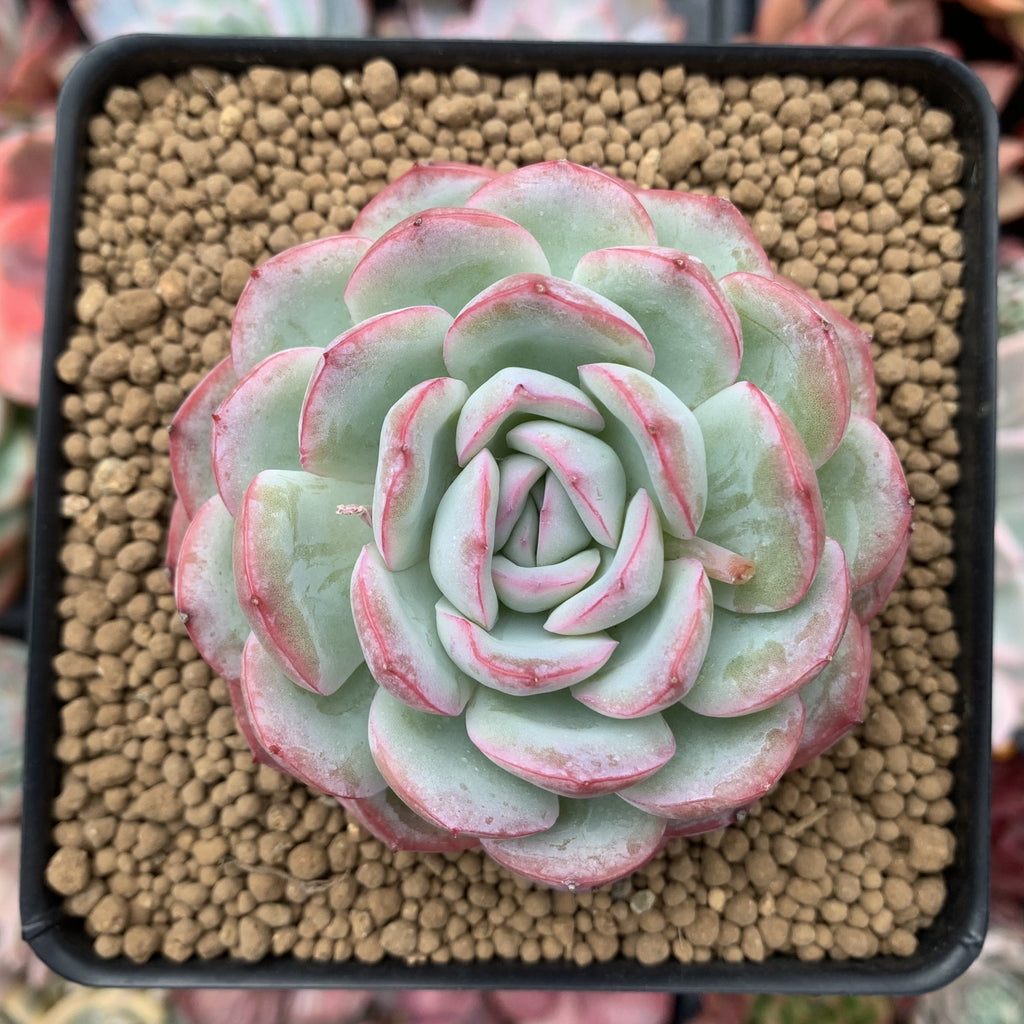 succulent ice cube Echeveria 'Strawberry Ice' 3" Succulent Plant – True Succulents Plant Co