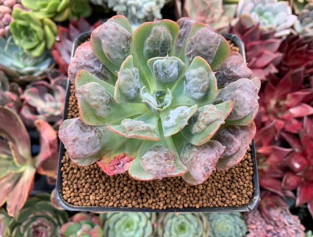 Echeveria 'Pagoda' 3