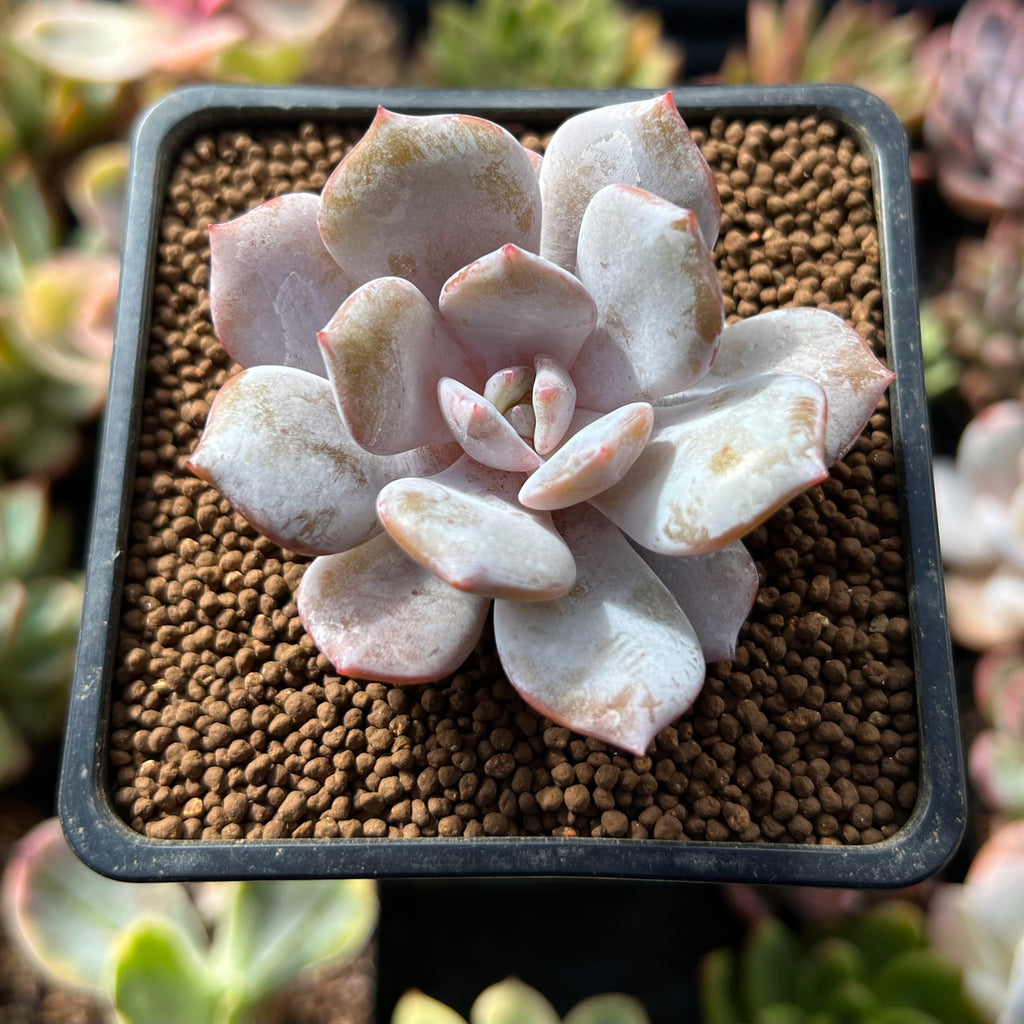 milk succulent Echeveria 'Milk Purple' 1" New Hybrid Powdery Succulent Plant – True Succulents Plant Co