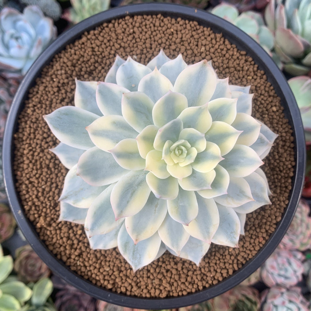 echeveria subsessilis succulent Echeveria 'Subsessilis' Variegated 4" Succulent Plant – True Succulents Plant Co