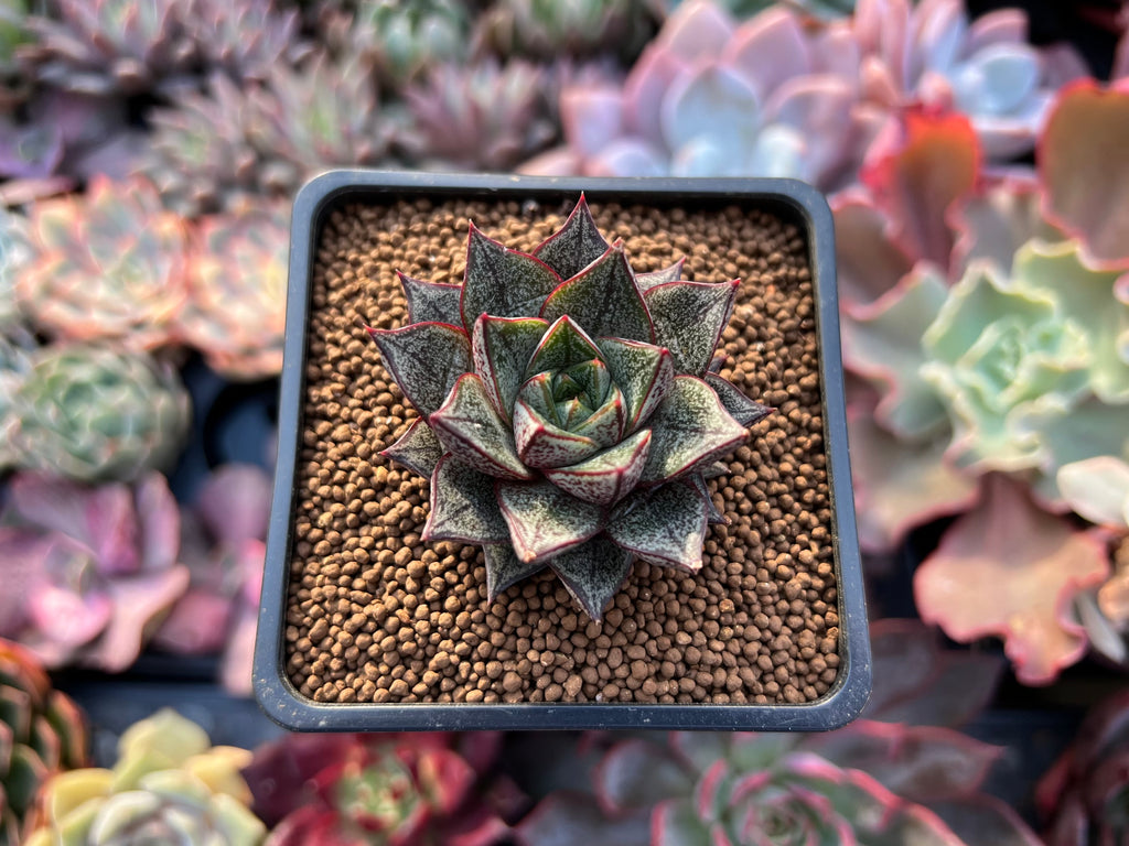 echeveria purpusorum succulent Echeveria 'Purpusorum' White Form 1" Succulent Plant – True Succulents  Plant Co