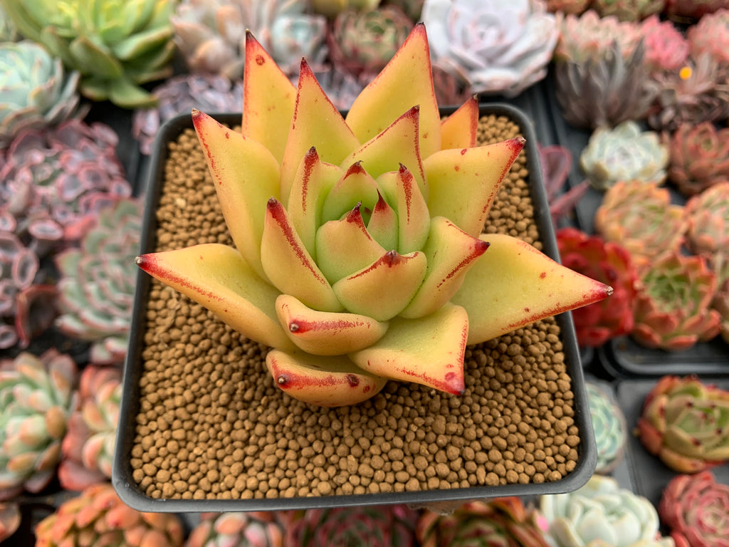 yellow succulent plants Echeveria Agavoides 'Yellow Ebony' 3"-4" Succulent Plant