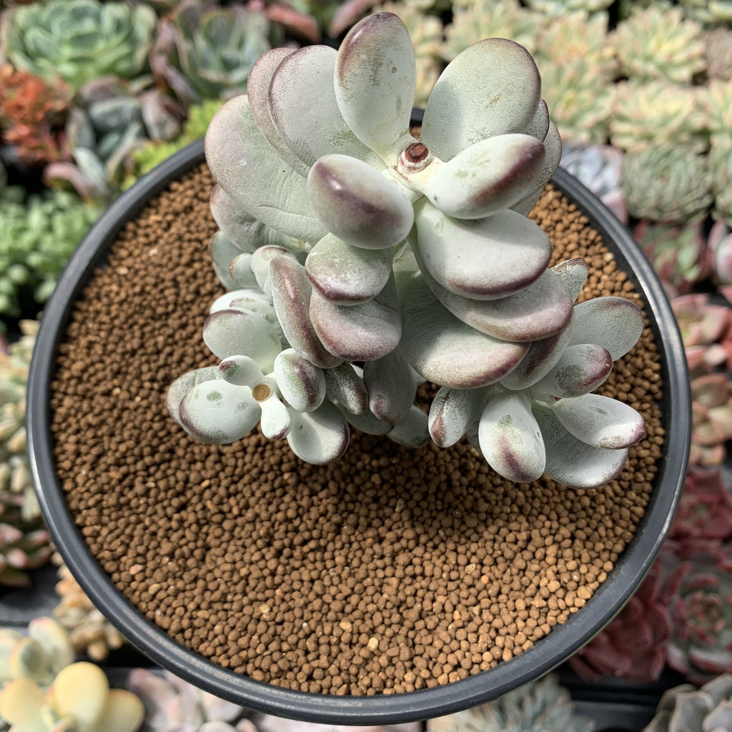 cotyledon orbiculata succulent Cotyledon 'Orbiculata' 3