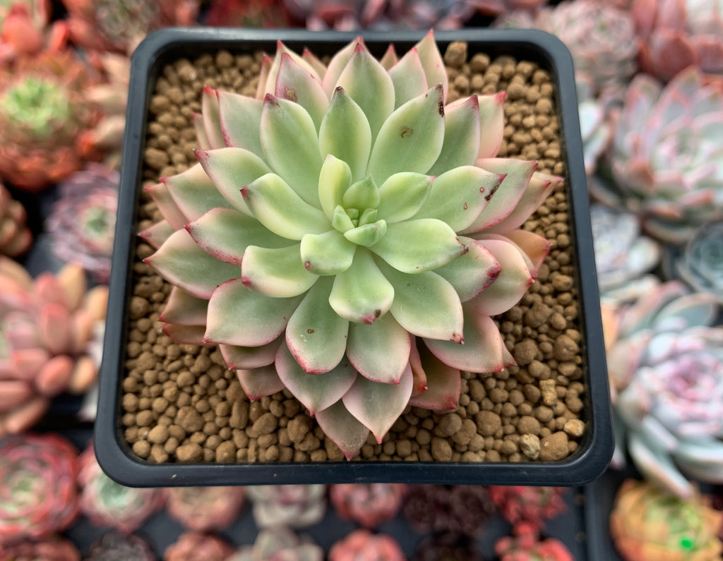 green rosette succulent Echeveria 'Green Emerald' Variegated 3” Succulent Plant
