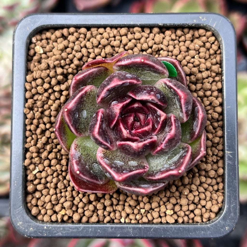 Echeveria 'Fushike' 1