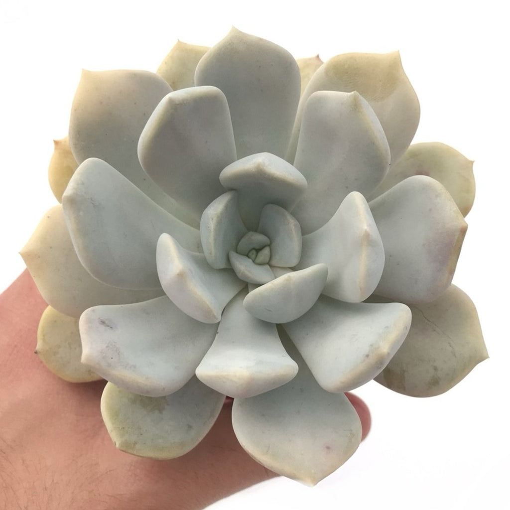 tiramisu succulent Echeveria 'Tiramisu' 4" Large Succulent Plant – True Succulents Plant Co