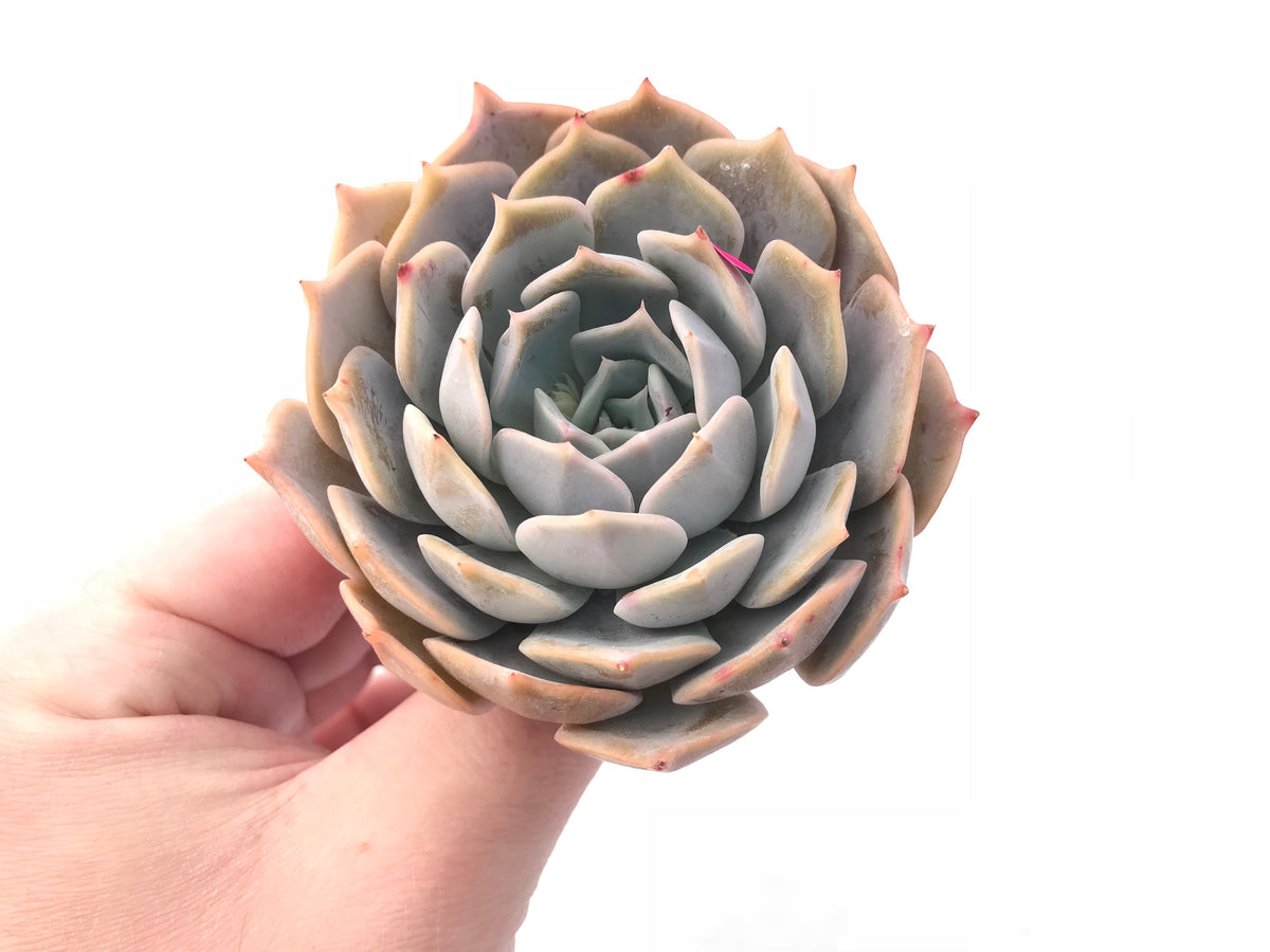 Echeveria Fleur Blanc x Lilacina Hybrid 3” Rare Succulent Plant