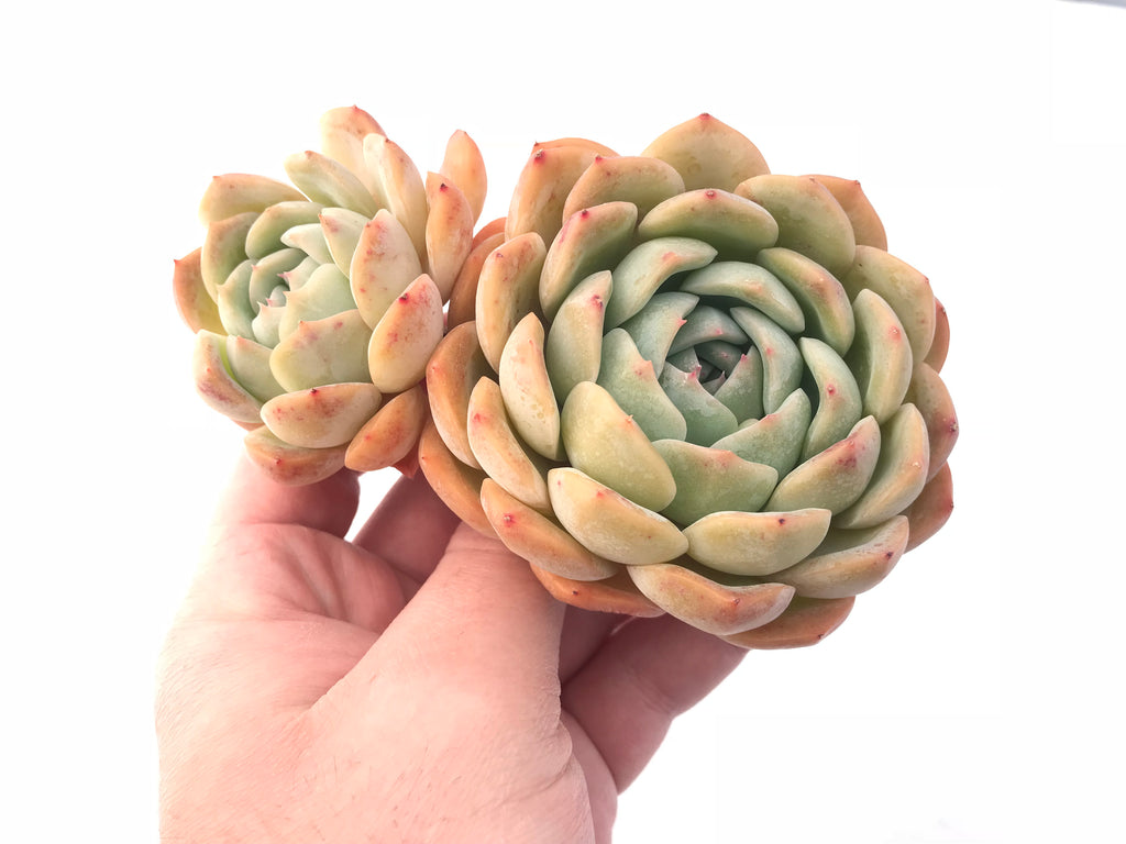 suryeon succulent Echeveria Suryeon Large 4” Rare Succulent Plant – True Succulents Plant Co