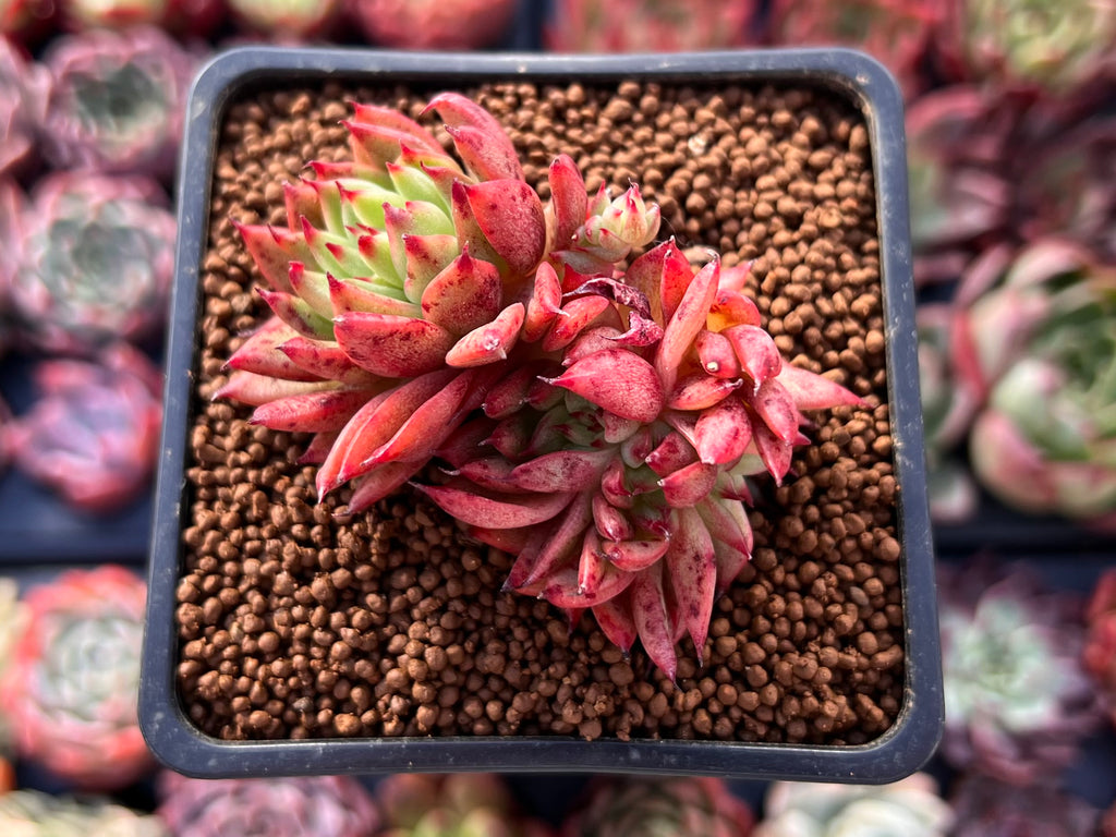 red star succulent Echeveria Agavoides 'Rainstar' Crested 2