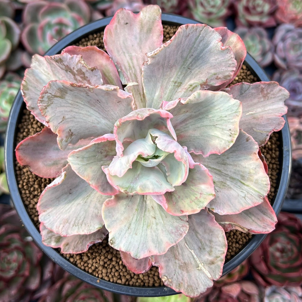 white cloud succulent Echeveria 'White Chantilly' 4" Succulent Plant – True Succulents Plant Co