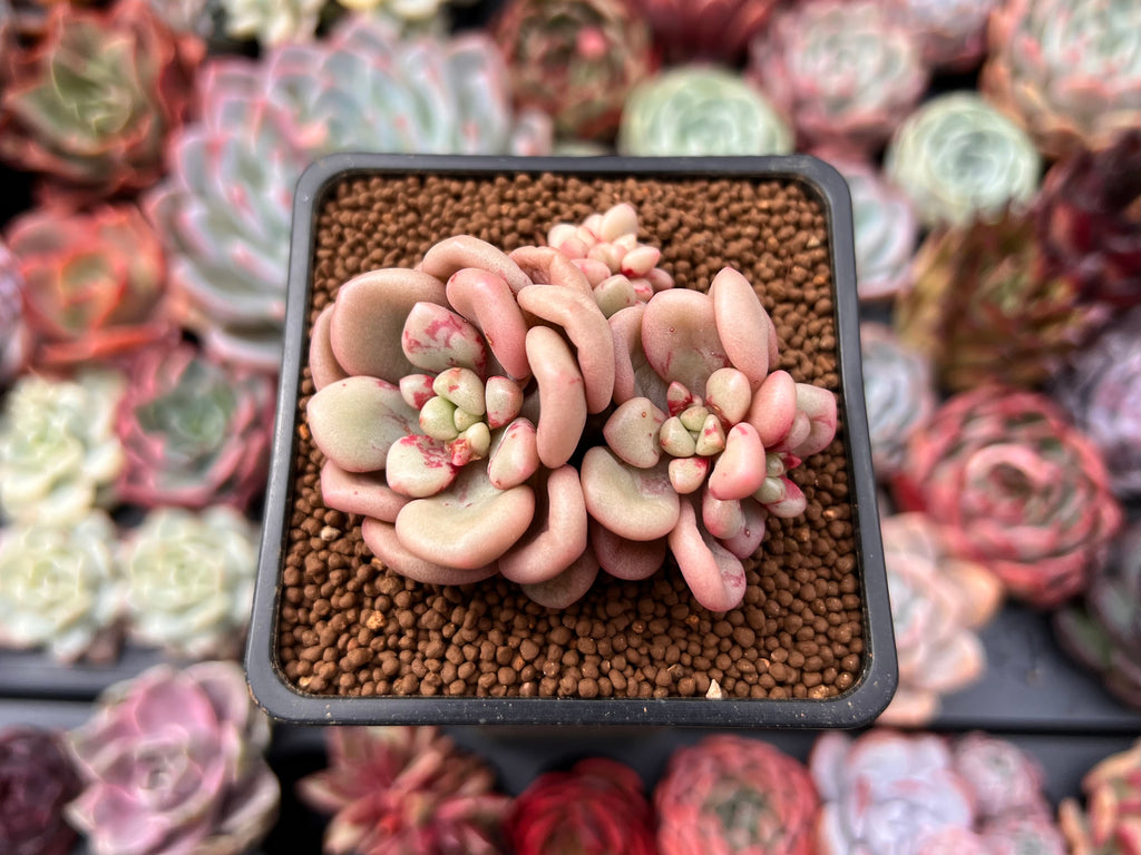 avant garde succulent Echeveria 'Avant-garde' 1"-2" Succulent Plant – True Succulents Plant Co