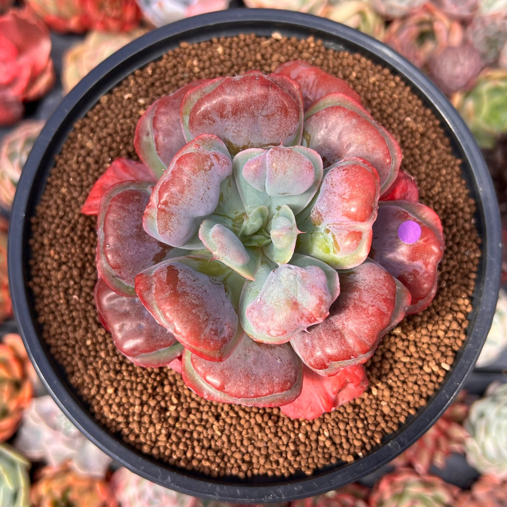 heart delight succulent Echeveria 'Hearts Delight' 3"-4" Succulent Plant