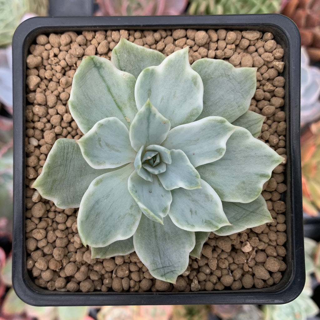silver queen succulent Echeveria 'Silver Queen' Variegated 2" Succulent Plant