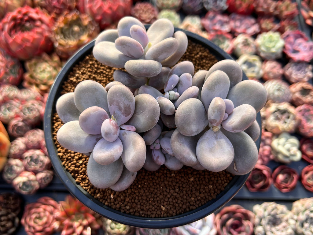 pachyphytum oviferum succulent Pachyphytum Oviferum 'Moon Stone' 4"-5" Cluster Succulent Plant – True Succulents  Plant Co