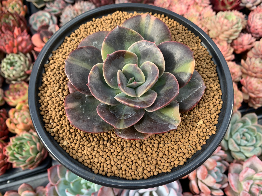 blue metal succulent Echeveria 'Blue Metal' Variegated 3"-4" Succulent Plant