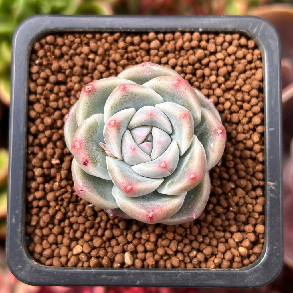 Echeveria 'Alba Beauty' 1
