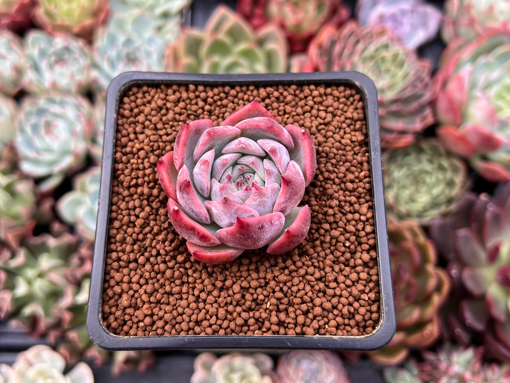 succulent in chinese Echeveria 'Keralean' 1" Succulent Plant