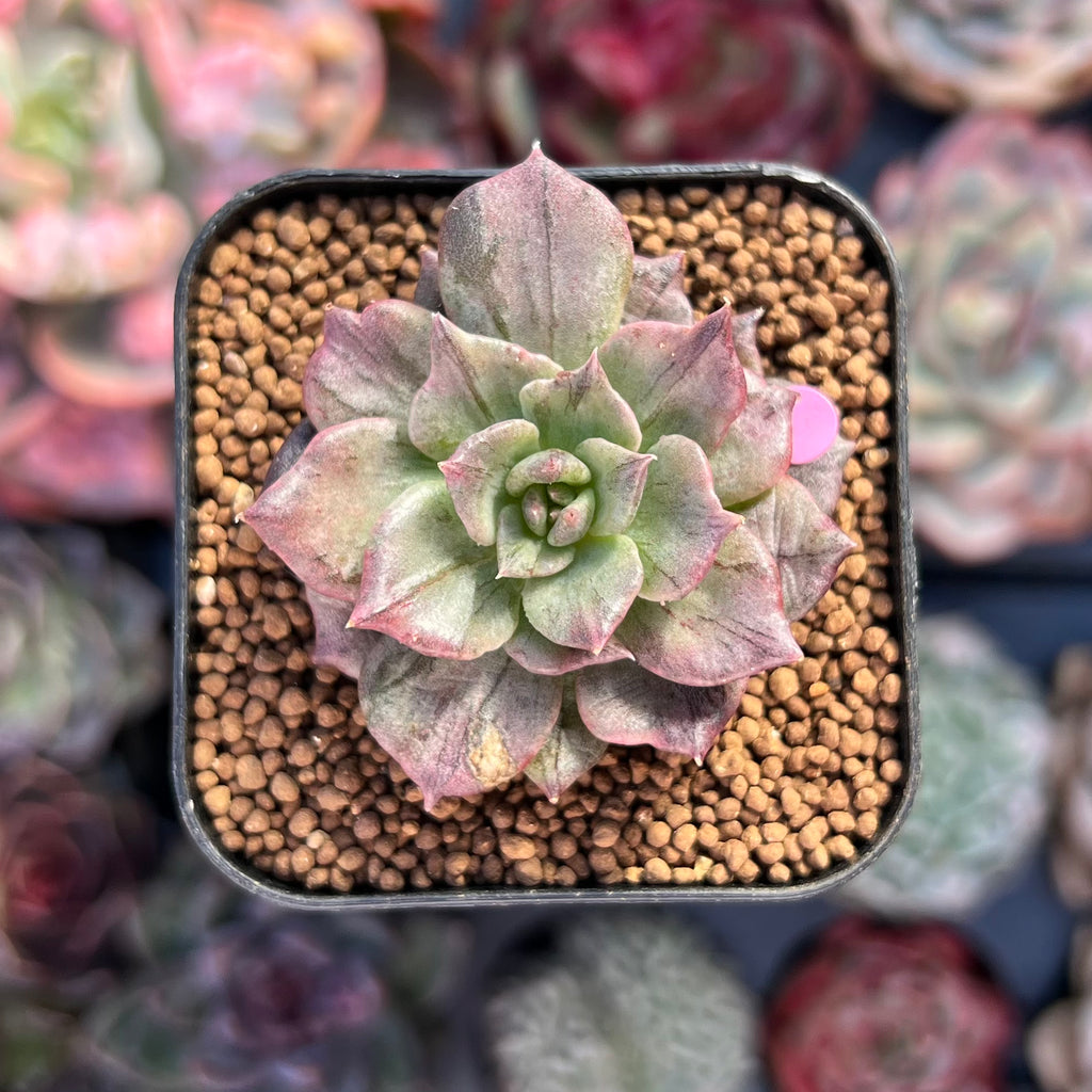 silver prince succulent Echeveria 'Silver Prince' Variegated 1" (Expert Only) Succulent Plant
