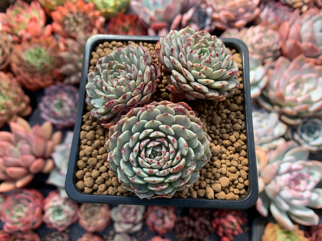 トップス echeveria image_484aae6b-74f1-40c2-a2f9-