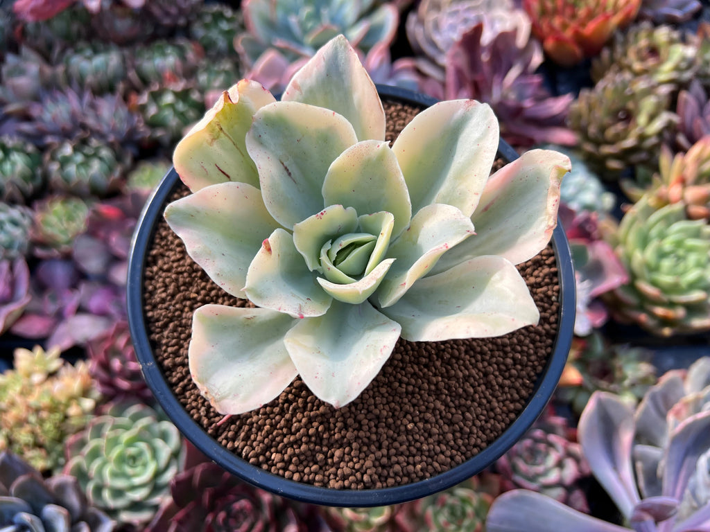 japan moon river succulent Echeveria 'Japan Moon River' Variegated 3