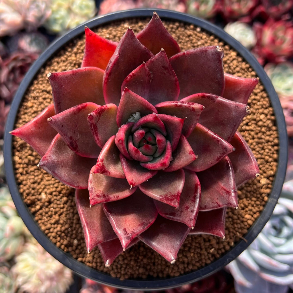 star flower succulent Echeveria Agavoides 'Flower Star' 4" Succulent Plant – True Succulents Plant  Co
