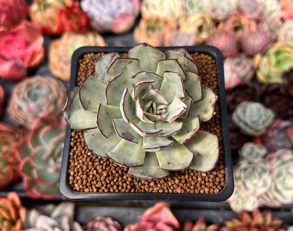 Echeveria 'Strictiflora' 2