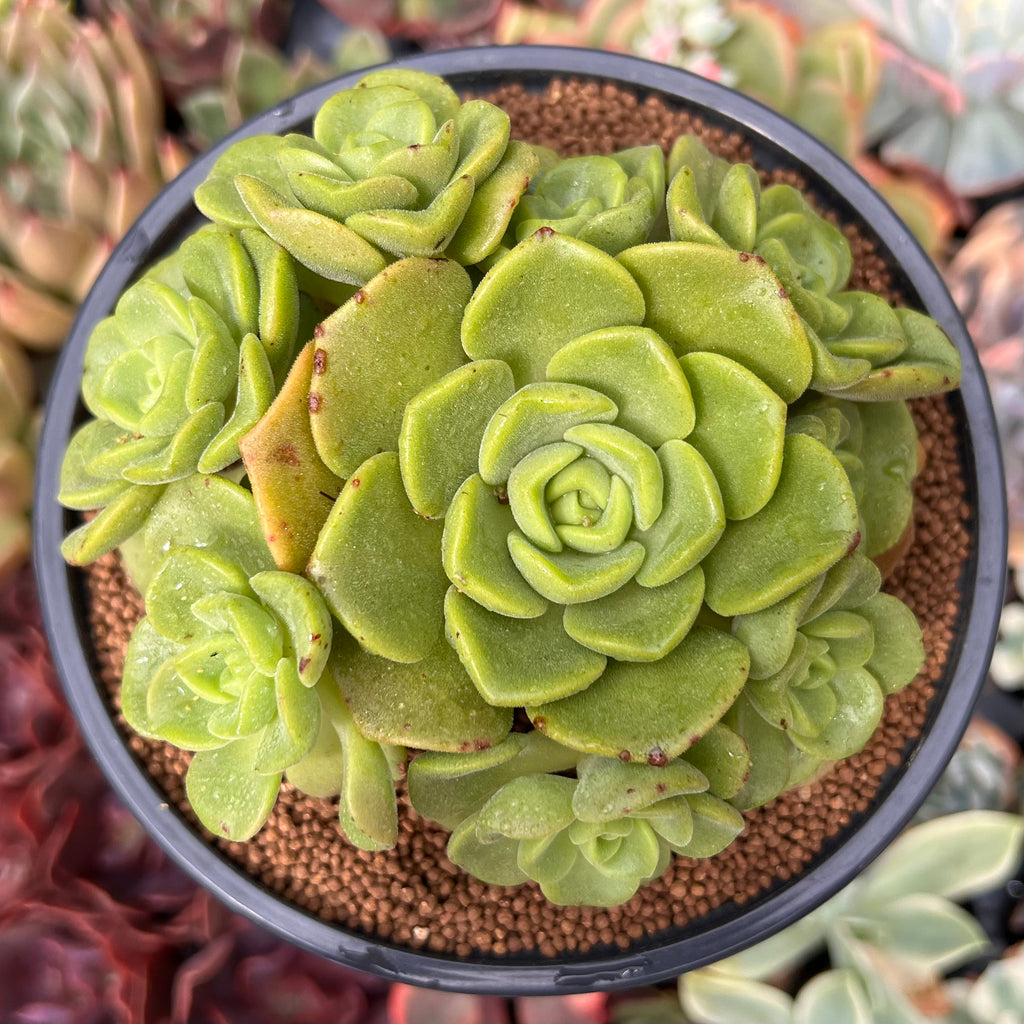 lily pad succulent Aeonium 'Lily Pad' 4"-5" Cluster Succulent Plant – True Succulents Plant Co