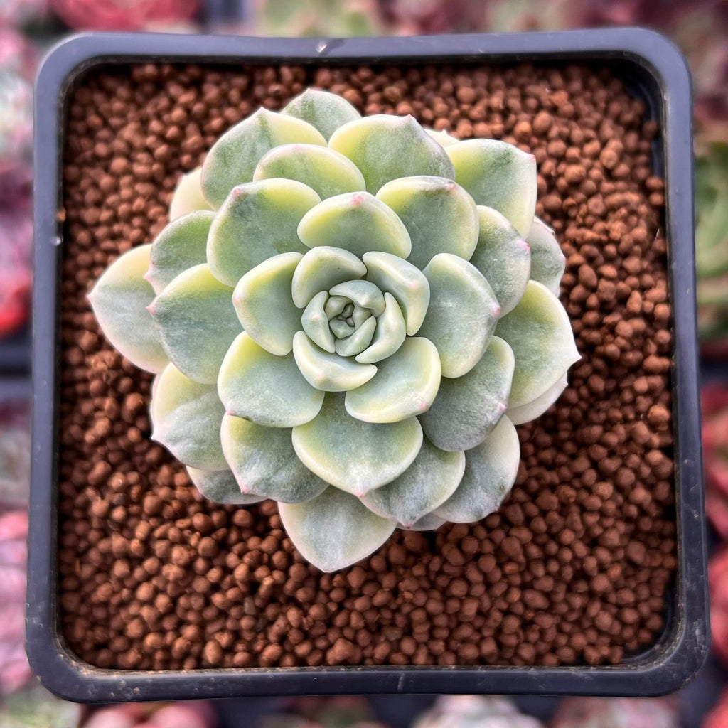 Echeveria 'Tinkerbell' Variegated 2