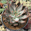 Echeveria 'Tremolo' Hybrid 5" Succulent Plant