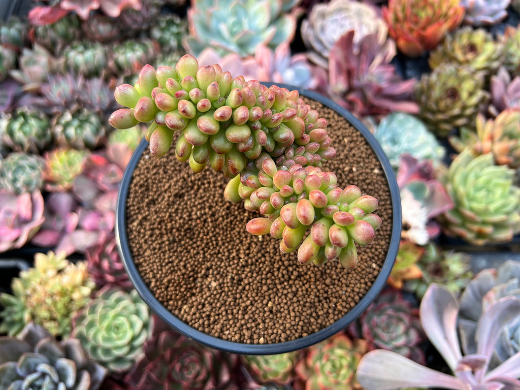 mexican sedum succulent Sedum 'Lucidum Obesum' Crested 4