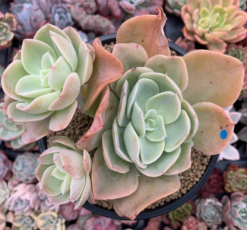 xanthe rose succulent Echeveria 'Pastel' 5"-6" Succulent Plant – True Succulents Plant Co