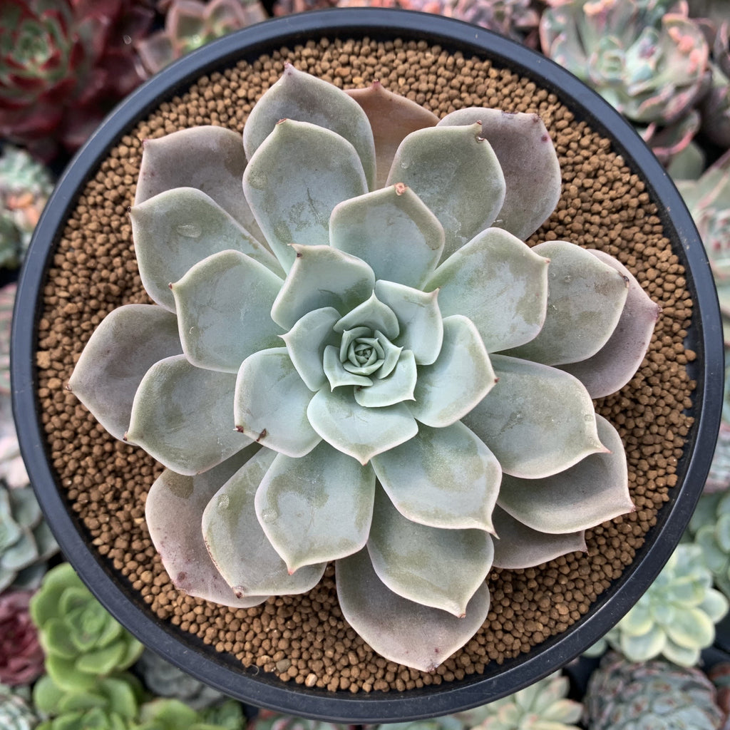 texas rose plant succulent Echeveria 'Texas Red' 3"-4" Succulent Plant – True Succulents Plant Co