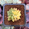 Pachyphytum 'Compactum' Crested Variegated 1"-2" Succulent Plant
