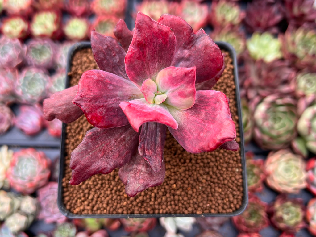 Echeveria 'Diamond State' Variegated 3