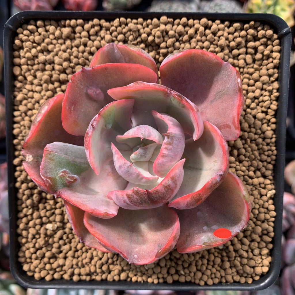 beyonce succulent Echeveria 'Beyonce' Hearts Delight Variegated 3