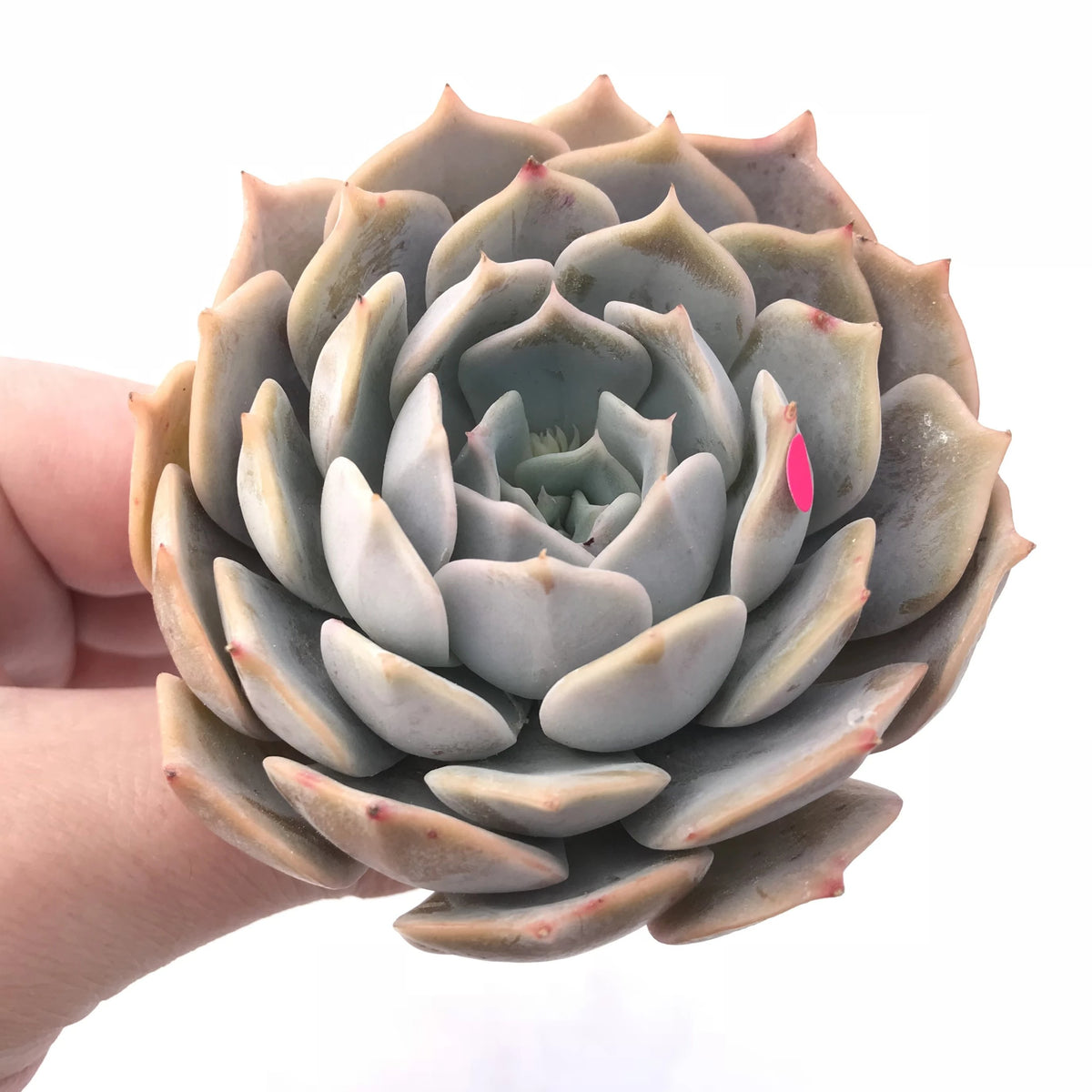 Echeveria Fleur Blanc x Lilacina Hybrid 3” Rare Succulent Plant
