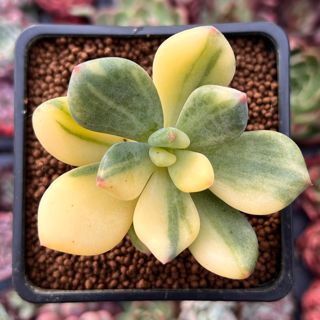 dr cornelius succulent Pachyphytum 'Doctor Cornelius' Variegated 2" Succulent Plant – True Succulents  Plant Co