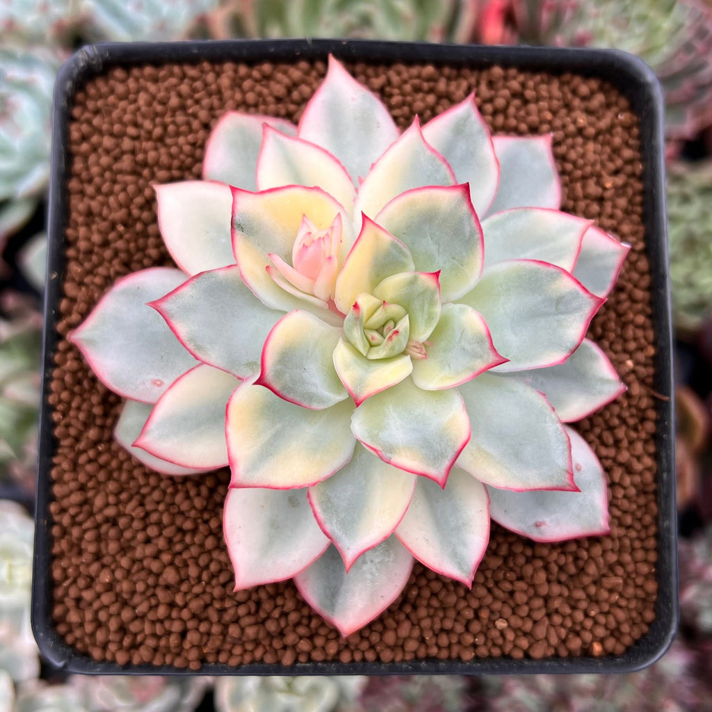 esther succulent Echeveria 'Esther' Variegated 2"-3" Succulent Plant – True Succulents Plant Co