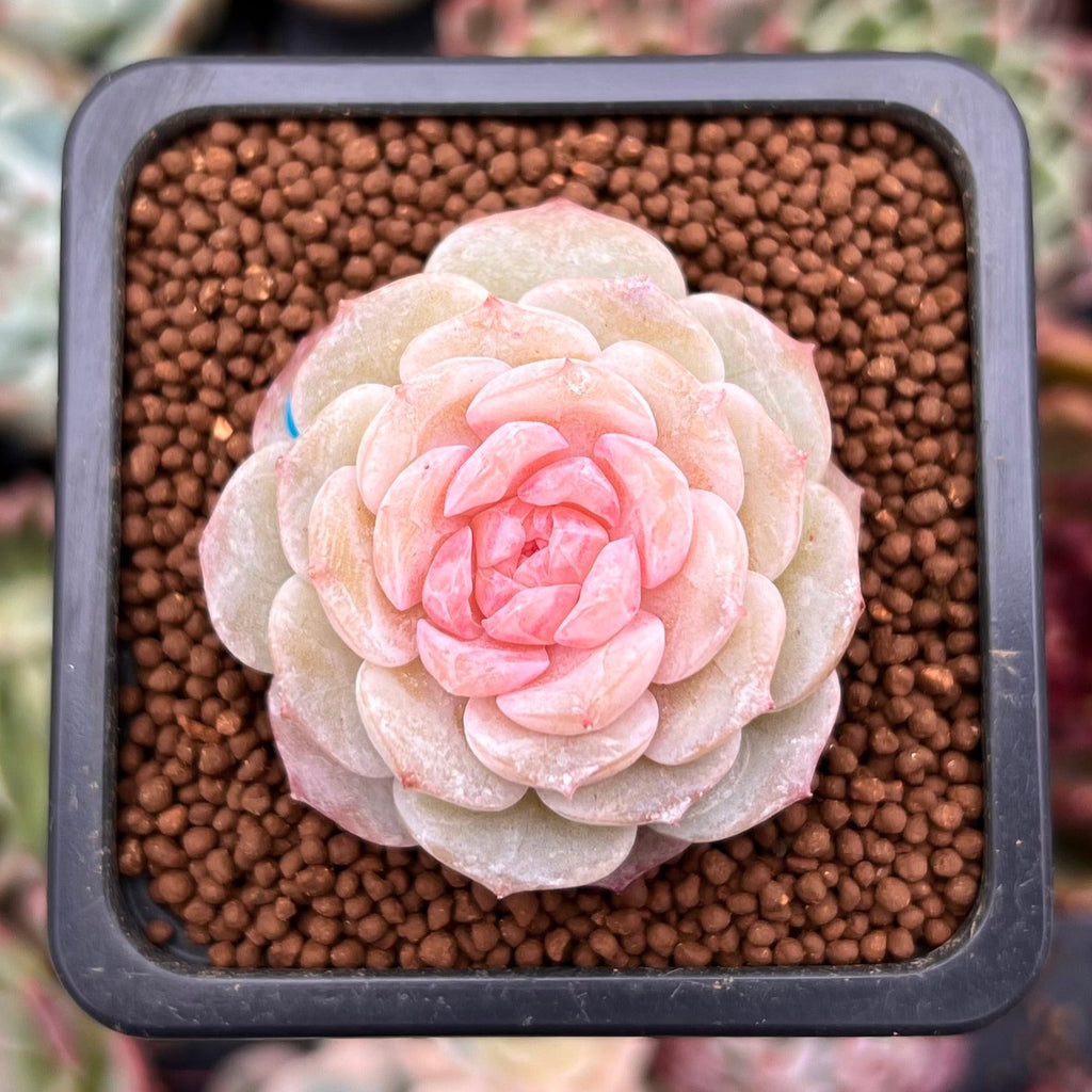 plainview pure succulents Echeveria 'Pure Love' 1" Succulent Plant – True Succulents Plant Co