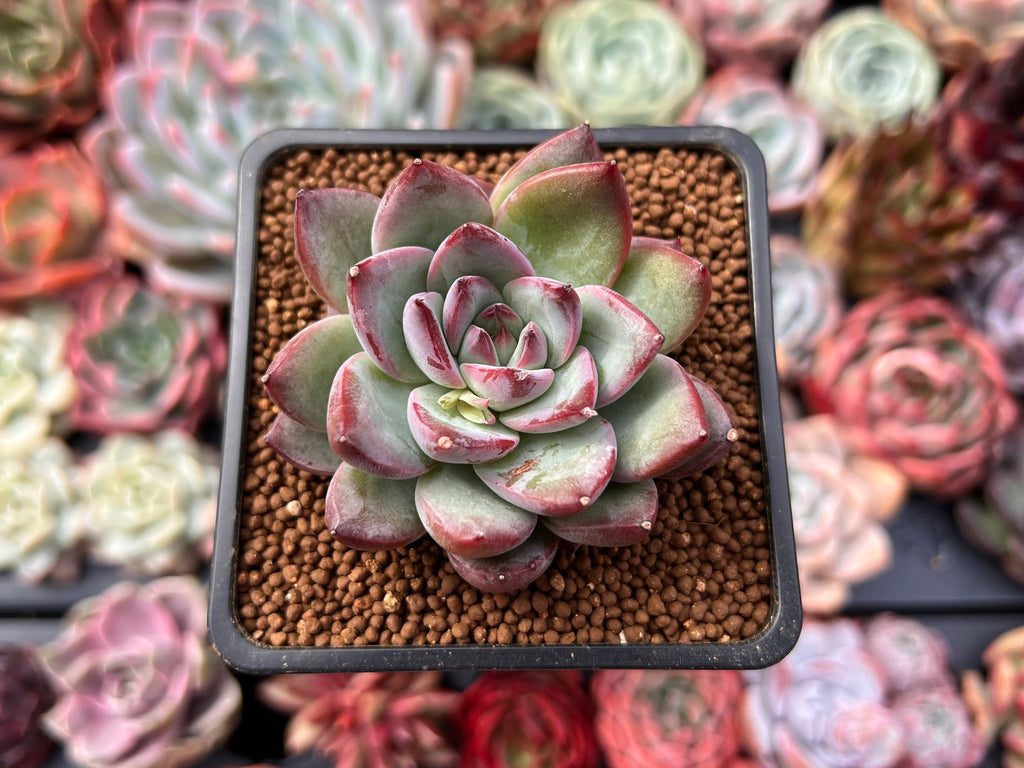 echeveria classic french trnusers サイズ2 Echeveria 'McTory' 2