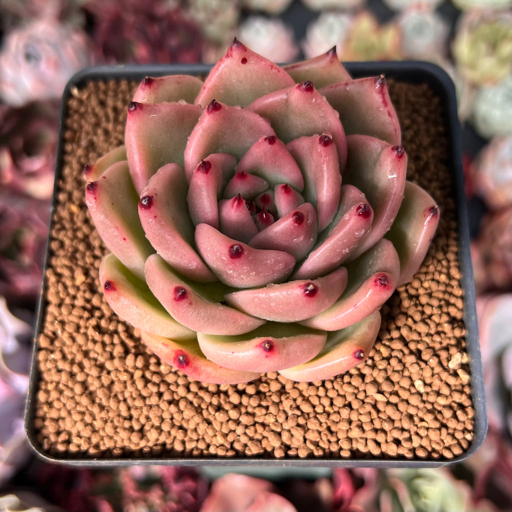honey pink succulent Echeveria Agavoides 'Honey Pink' 2"-3" Succulent Plant – True Succulents  Plant Co