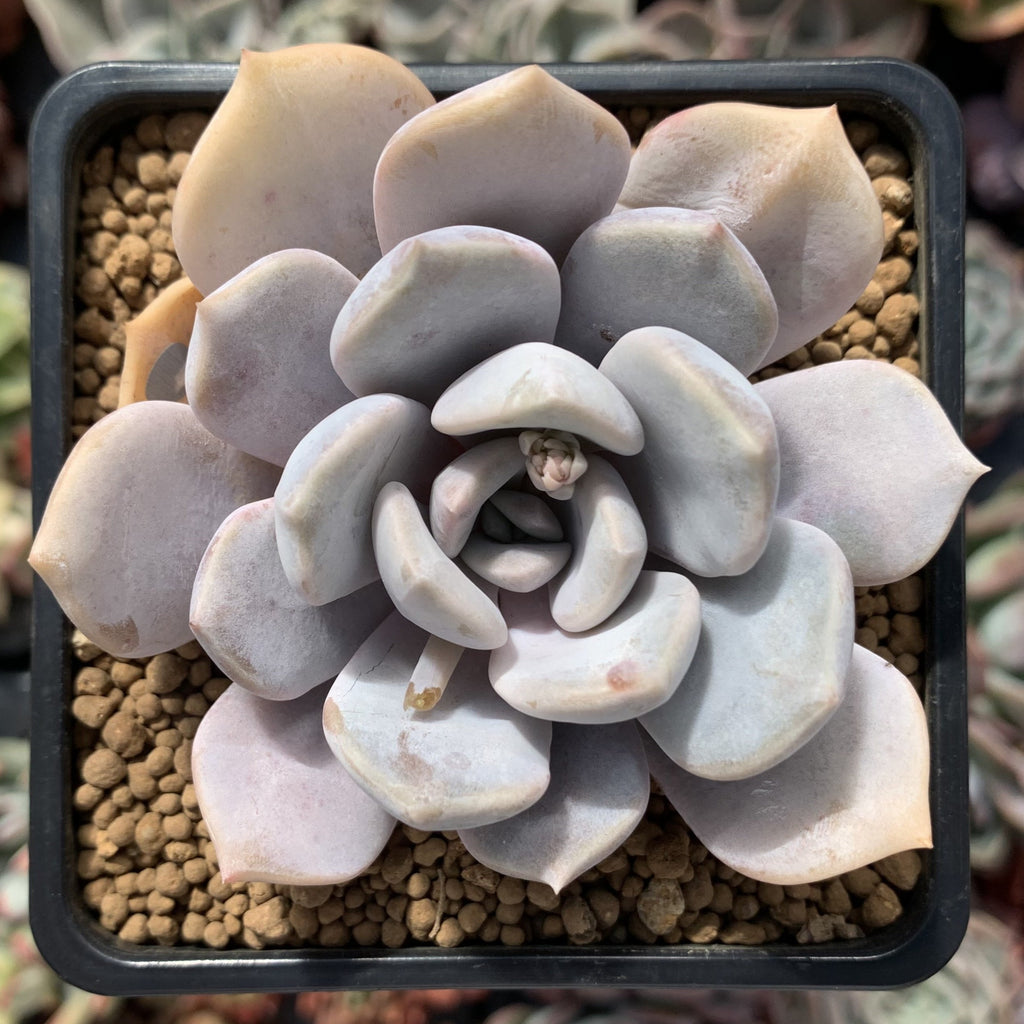tiramisu succulent Echeveria 'Tiramisu' 3" Powdery Succulent Plant – True Succulents Plant Co