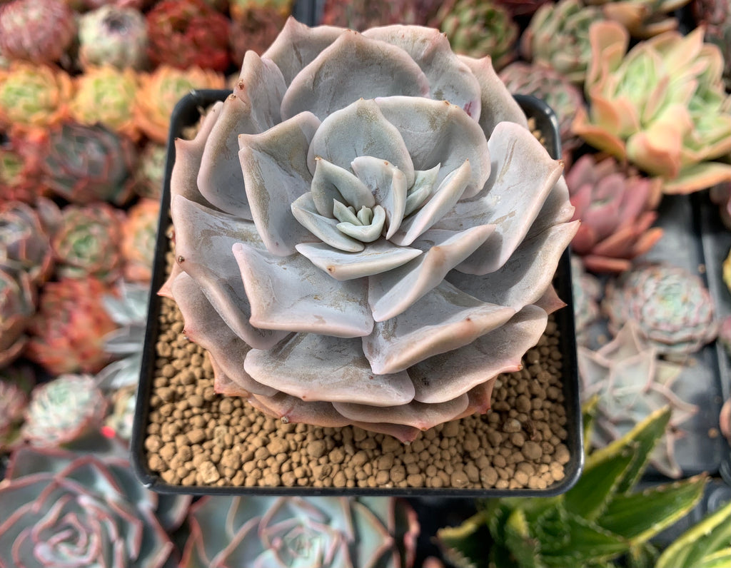 echeveria lilacina succulent Echeveria 'Lilacina' Mutated 3"-4" Succulent Plant – True Succulents Plant Co