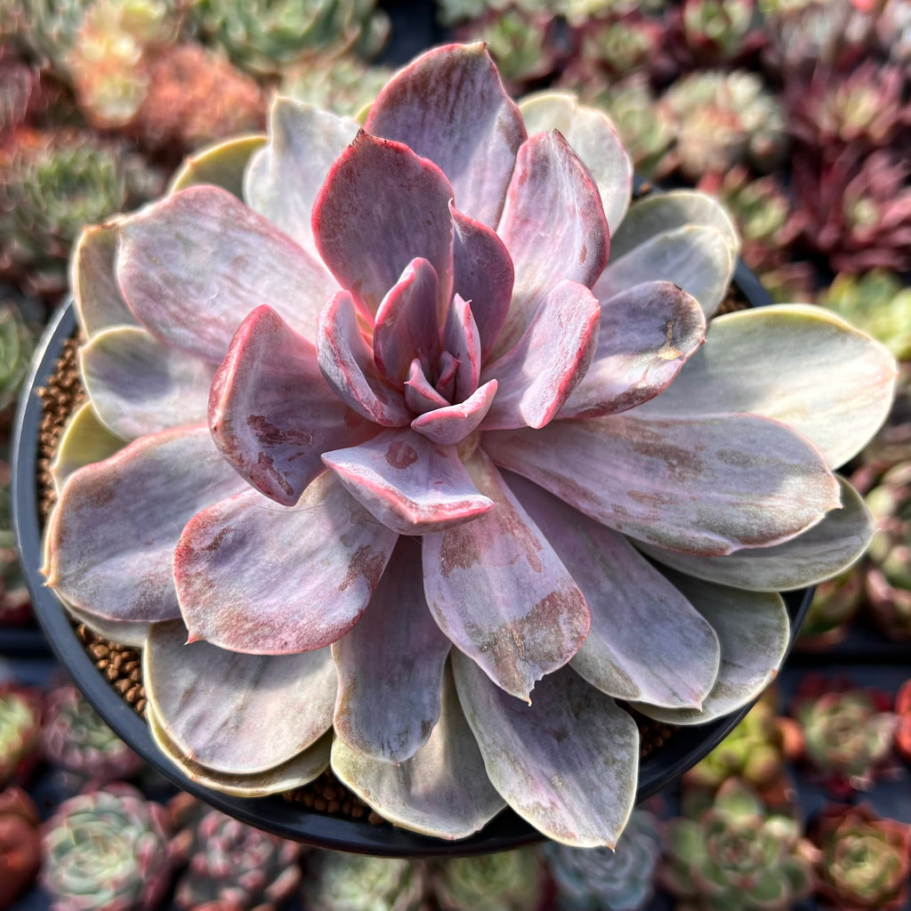 pink pearl succulent Echeveria 'Perle von Nurnberg' Variegated 5" Succulent Plant – True Succulents  Plant Co