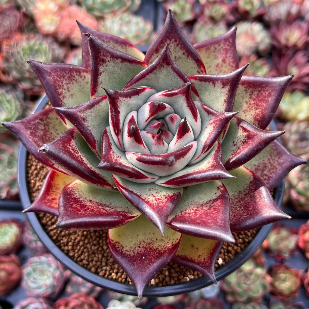 Echeveria Agavoides 'Mexican Maria' 5
