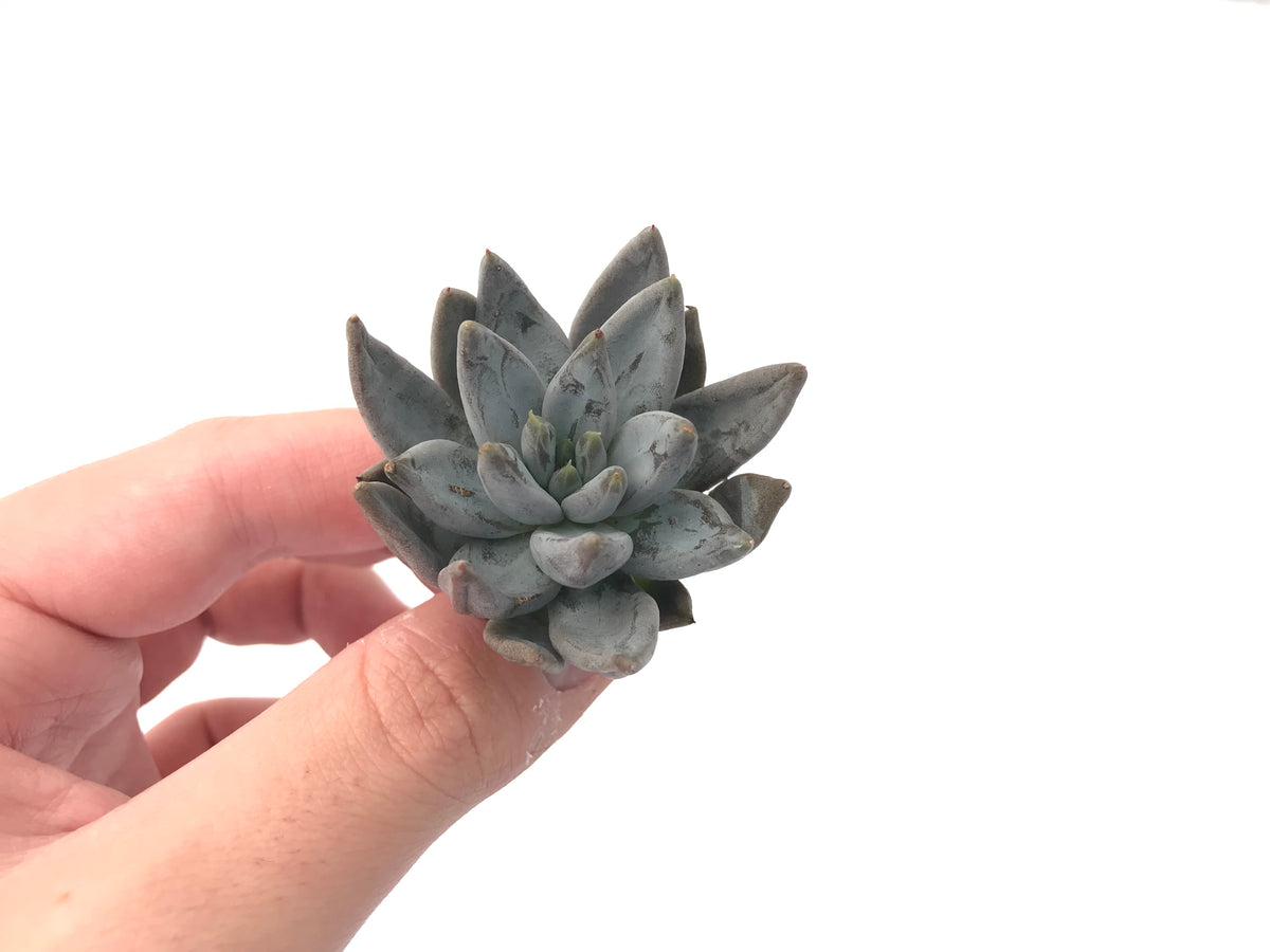 Echeveria 'Unguiculata' 1"-2" Rare Succulent Plant